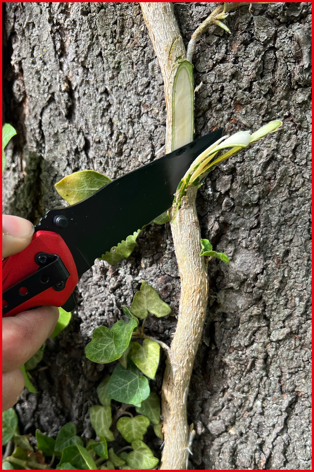 Klappmesser mit Arretierung und Gurtschneider